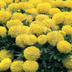 Taishan Yellow