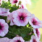 Potunia™ Pink Orchid