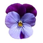 Cornet Lilac Purple Wing
