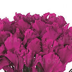 Halios Curly® Bright Purple